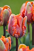 WHICHFORD POTTERY, WARWICKSHIRE: CLOSE UP PLANT PORTRAIT OF THE FLOWER OF THE PARROT TULIP  - TULIPA IRENE PARROT -  BULB, SPRING, MAY, FLOWERS, PETAL, PETALS, ORANGE