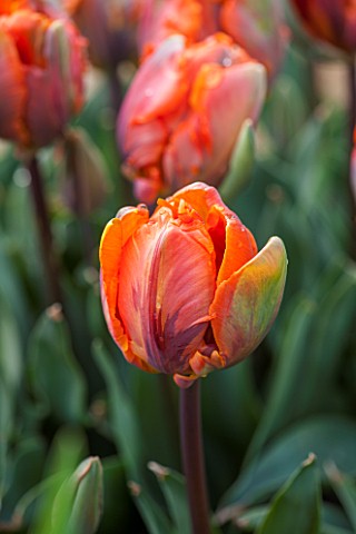 WHICHFORD_POTTERY_WARWICKSHIRE_CLOSE_UP_PLANT_PORTRAIT_OF_THE_FLOWER_OF_THE_PARROT_TULIP___TULIPA_IR