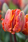 WHICHFORD POTTERY, WARWICKSHIRE: CLOSE UP PLANT PORTRAIT OF THE FLOWER OF THE PARROT TULIP  - TULIPA IRENE PARROT - BULB, SPRING, MAY, FLOWERS, PETAL, PETALS, ORANGE