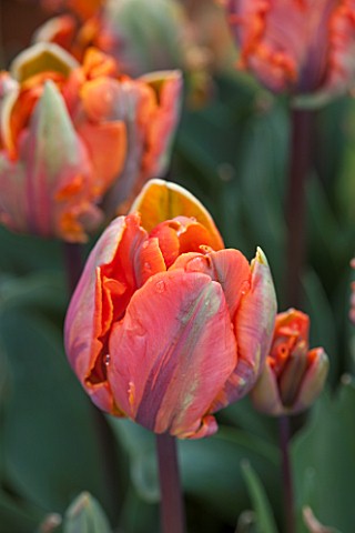 WHICHFORD_POTTERY_WARWICKSHIRE_CLOSE_UP_PLANT_PORTRAIT_OF_THE_FLOWER_OF_THE_PARROT_TULIP___TULIPA_IR