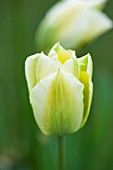 WHICHFORD POTTERY, WARWICKSHIRE: CLOSE UP PLANT PORTRAIT OF THE FLOWER OF THE PARROT TULIP  - TULIPA SPRING GREEN -  BULB, SPRING, MAY, FLOWERS, PETAL, PETALS, WHITE, GREEN
