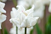 WHICHFORD POTTERY, WARWICKSHIRE: CLOSE UP PLANT PORTRAIT OF THE WHITE FLOWER OF TULIP - TULIPA WHITE PICTURE - BULB, SPRING, MAY, FLOWERS, PETAL, PETALS