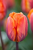 WHICHFORD POTTERY, WARWICKSHIRE: CLOSE UP PLANT PORTRAIT OF THE WHITE FLOWER OF TULIP - TULIPA PRINCESS IRENE - BULB, SPRING, MAY, FLOWERS, PETAL, PETALS, ORANGE, PRINSES, PRINCES