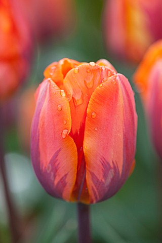 WHICHFORD_POTTERY_WARWICKSHIRE_CLOSE_UP_PLANT_PORTRAIT_OF_THE_WHITE_FLOWER_OF_TULIP__TULIPA_PRINCESS