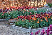 ULTING WICK, ESSEX: SPRING PLANTING IN THE KITCHEN GARDEN- TULIPS ABU HASSAN AND CAIRO IN RAISED BEDS - CUTTING, GARDEN, FLOWERS, FLOWER, PETALS, MAY, BULBS