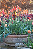 ULTING WICK, ESSEX: TERRACOTTA CONTAINER PLANTED WITH TULIPS - TULIPA EL NINO - BULB, BULBS, FLOWER, FLOWERS, ORNAGE, YELLOW, SPRING, APRIL
