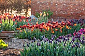 ULTING WICK, ESSEX: SPRING PLANTING IN THE KITCHEN GARDEN - TULIPS IN RAISED BEDS - CUTTING, GARDEN, FLOWERS, FLOWER, PETALS, MAY, BULBS, ABU HASSAN, CAIRO, PAUL SCHERER