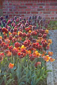ULTING WICK, ESSEX: SPRING PLANTING IN THE KITCHEN GARDEN - TULIPS IN RAISED BEDS - CUTTING, GARDEN, FLOWERS, FLOWER, PETALS, MAY, BULBS, TULIPA CAIRO, TULIPA ABU HASSAN