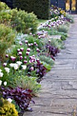 ULTING WICK, ESSEX: TULIPS IN BORDER BESIDE PATH - TULIPA REMS FAVOURITE - BULB, BULBS, SPRING, APRIL, PURPLE, WHITE