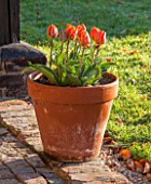 ULTING WICK, ESSEX: BRICK PAVING WITH TERRACOTTA CONTAINER PLANTED WITH TULIP - TULIPA PRINSES IRENE IN SPRING. APRIL, BULBS, ORANGE