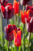 ULTING WICK, ESSEX: PLANT ASSOCIATION OF RED AND ORANGE TULIPS - TULIPA BALLERINA. BULBS, SPRING, APRIL, FLOWERS