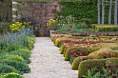 BROUGHTON GRANGE, OXFORDSHIRE: THE LOWER  PARTERRE - CLIPPED TOPIARY HEDGES PLANTED WITH TULIPS IN SPRING - BULBS, MAY, ENGLISH, GARDEN, HEDGING, YEW. BORDER WITH CAMASSIA