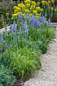 BROUGHTON GRANGE, OXFORDSHIRE: THE LOWER  PARTERRE - BORDER BESIDE WALL WITH EUPHORBIAS AND CAMASSIAS - BLUE, FLOWERS, CAMASSIA