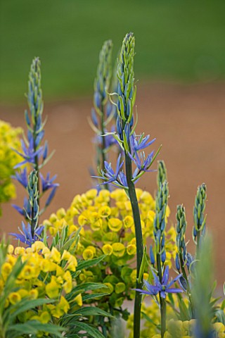 BROUGHTON_GRANGE_OXFORDSHIRE_CLOSE_UP_PLANT_PORTRAIT_OF_THE_BLUE_FLOWER_OF_CAMASSIA_LEICHTLINII_SUBS