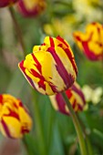 BROUGHTON GRANGE, OXFORDSHIRE: CLOSE UP PLANT PORTRAIT OF THE YELLOW AND RED FLOWER OF A TULIP - TULIPA HELMAR  - BULB, PETALS, FLOWERS, MAY