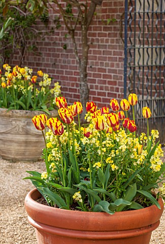 BROUGHTON_GRANGE_OXFORDSHIRE_TERRACOTTA_CONTAINER_IN_THE_WALLED_GARDEN_PLANTED_WITH_WALLFLOWER_TREAS