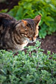 BROUGHTON GRANGE, OXFORDSHIRE: CAT SMELLING CATMINT - ANIMAL, GARDEN