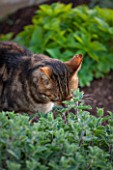 BROUGHTON GRANGE, OXFORDSHIRE: CAT SMELLING CATMINT