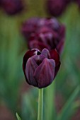 BROUGHTON GRANGE, OXFORDSHIRE: CLOSE UP PLANT PORTRAIT OF THE FLOWER OF A TULIP - TULIPA BLACK JACK  - BULB, SPRNG, MAY, FLOWERS, FLOWERING, PURPLE, PLUM