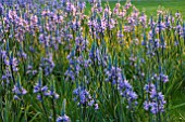 RHS GARDEN, WISLEY, SURREY: MEADOW OF CAMASSIA LEICHTLINII SUBSP. SUKSDORFII CAERULAE GROUP - AGM, BULB, BULBS, BLUE, FLOWERS, PURPLE, SPRING, GRASS, FLOWER, EVENING LIGHT