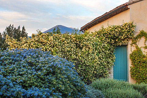 LA_JEG_PROVENCE_FRANCE_DESIGNER_ANTHONY_PAUL__HOUSE_AND_FORMAL_GARDEN_WALL_OF_ROSA_BANKSIAE_LUTEA__B