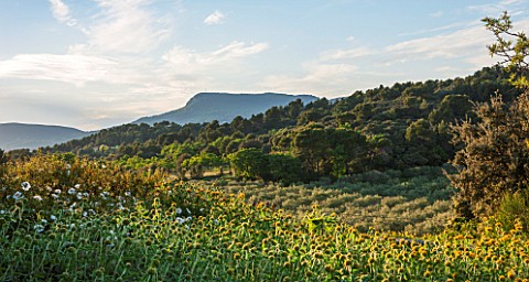 LA_JEG_PROVENCE_FRANCE_DESIGN_ANTHONY_PAUL__CISTUS_AND_PHLOMIS_WITH_MOUNTAINS_BEYOND_SUMMER__COUNTRY