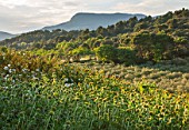 LA JEG, PROVENCE, FRANCE: DESIGN: ANTHONY PAUL - CISTUS AND PHLOMIS WITH MOUNTAINS BEYOND. SUMMER,  COUNTRY, GARDEN