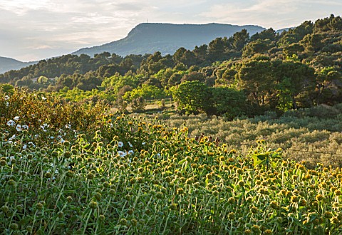 LA_JEG_PROVENCE_FRANCE_DESIGN_ANTHONY_PAUL__CISTUS_AND_PHLOMIS_WITH_MOUNTAINS_BEYOND_SUMMER__COUNTRY