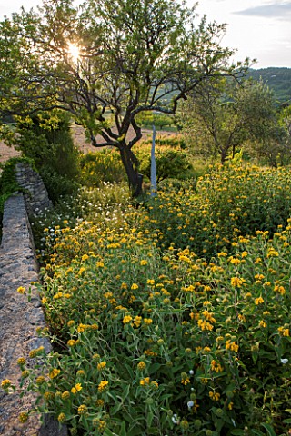 LA_JEG_PROVENCE_FRANCE_WILD_GARDEN__WALL_WITH_YELLOW_FLOWERS_OF_PHLOMIS_FRUTICOSA_IN_SPRING_WITH_SCU