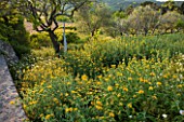 LA JEG, PROVENCE, FRANCE: WILD GARDEN - WALL WITH YELLOW FLOWERS OF PHLOMIS FRUTICOSA IN SPRING WITH SCULPTURE - MENHIR GERMANT BY PHILIPPE ONGENA