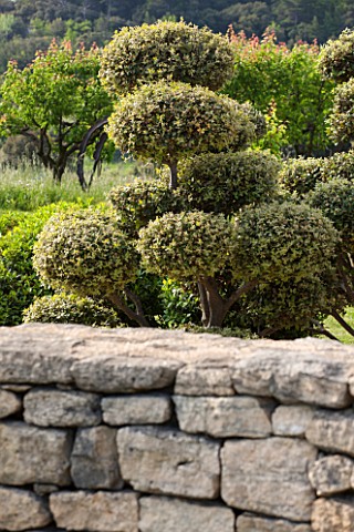 LA_JEG_PROVENCE_FRANCE_DESIGNER_ANTHONY_PAUL__STONE_WALL_AND_CLIPPED_TOPIARY_MEDITERRANEAN_GARDEN_PR