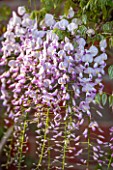 RHS GARDEN, WISLEY, SURREY: PLANT PORTRAIT OF THE WHITE AND PINK FLOWER OF WISTERIA FLORIBUNDA KUCHI - BENI, SCENT, SCENTED, CLIMBER, SPRING, FRAGRANT, DECIDUOUS, SHRUB, TREE