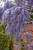 RHS GARDEN, WISLEY, SURREY: PLANT PORTRAIT OF THE WHITE AND BLUE FLOWER OF WISTERIA FLORIBUNDA DOMINO - AGM, SCENT, SCENTED, CLIMBER, SPRING, FRAGRANT, DECIDUOUS, SHRUB, TREE. WALL