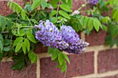 RHS GARDEN, WISLEY, SURREY: PLANT PORTRAIT OF THE LIGHT PURPLE FLOWER OF WISTERIA MACROSTACHYA AUNT DEE. SCENT, SCENTED, CLIMBER, SPRING, FRAGRANT, DECIDUOUS, SHRUB, WALL