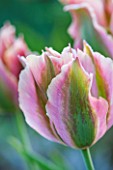 PETTIFERS, OXFORDSHIRE: CLOSE UP PLANT PORTRAIT OF THE GREEN AND PINK FLOWER OF TULIP - TULIPA VIRIDIFLORA GROENLAND- BULB, SPRING, MAY, FLOWERS, PETALS