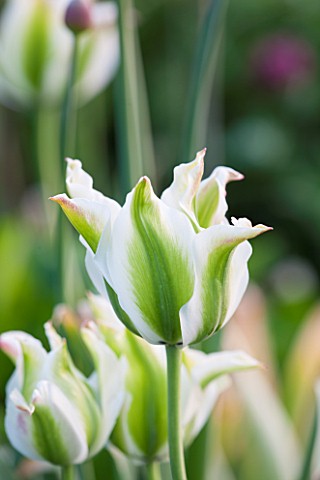 PETTIFERS_OXFORDSHIRE_CLOSE_UP_PLANT_PORTRAIT_OF_THE_GREEN_AND_WHITE_FLOWER_OF_TULIP__TULIPA_VIRIDIF