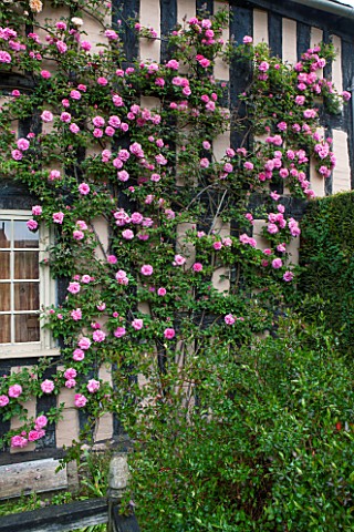 WOLLERTON_OLD_HALL_SHROPSHIRE_HOUSE_WALL_COVERED_IN_ROSES__ROSA_ZEPHERINE_DROUHIN_MAY_DECIDOUS_CLIMB