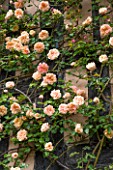 WOLLERTON OLD HALL, SHROPSHIRE: HOUSE WALL COVERED IN ROSES - ROSA GLOIRE DE DIJON, MAY, DECIDOUS, CLIMBER, MAY, SHRUB, , PETALS, FLOWERS, LEAVES, ORANGE