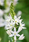 WOLLERTON OLD HALL, SHROPSHIRE: CLOSE UP PLANT PORTRAIT OF THE WHITE FLOWER OF CAMASSIA LEICHTLINII ALBA. GREEN, BULB, MAY, SUMMER, PETALS, PERENNIAL