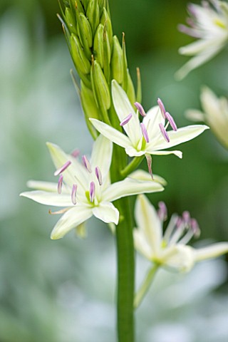 WOLLERTON_OLD_HALL_SHROPSHIRE_CLOSE_UP_PLANT_PORTRAIT_OF_THE_WHITE_FLOWER_OF_CAMASSIA_LEICHTLINII_AL