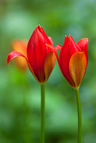 WOLLERTON_OLD_HALL_SHROPSHIRE_CLOSE_UP_PLANT_PORTRAIT_OF_THE_RED_FLOWER_OF_THE_TULIP__TULIPA_SPRENGE