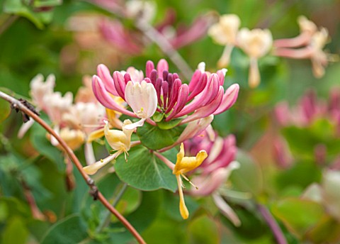 WOLLERTON_OLD_HALL_SHROPSHIRE_CLOSE_UP_PLANT_PORTRAIT_OF_THE_FLOWER_OF_HONEYSUCKLE__LONICERA_PERICLY