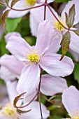 WOLLERTON OLD HALL, SHROPSHIRE: CLOSE UP PLANT PORTRAIT OF THE PINK FLOWER OF CLEMATIS MONTANA PINK PERFECTION - MAY, SUMMER, SPRING, CLIMBING, CLIMBER, SHRUB, PALE, PASTEL