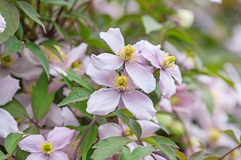 WOLLERTON_OLD_HALL_SHROPSHIRE_CLOSE_UP_PLANT_PORTRAIT_OF_THE_PINK_FLOWER_OF_CLEMATIS_MONTANA_PINK_PE