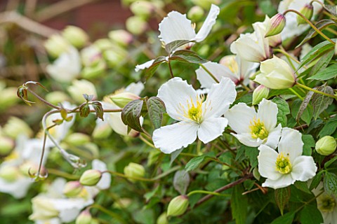 WOLLERTON_OLD_HALL_SHROPSHIRE_CLOSE_UP_PLANT_PORTRAIT_OF_THE_WHITE_FLOWER_OF_CLEMATIS_CHRYSOCOMA_SER
