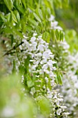 WOLLERTON OLD HALL, SHROPSHIRE: CLOSE UP PLANT PORTRAIT OF THE WHITE FLOWER OF WISTERIA FLORIBUNDA  ALBA - MAY, SUMMER, SPRING, CLIMBING, CLIMBER, SHRUB, JAPANESE WISTERIA, FLOWERS