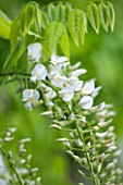 WOLLERTON OLD HALL, SHROPSHIRE: CLOSE UP PLANT PORTRAIT OF THE WHITE FLOWER OF WISTERIA FLORIBUNDA  ALBA - MAY, SUMMER, SPRING, CLIMBING, CLIMBER, SHRUB, JAPANESE WISTERIA, FLOWERS