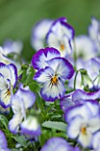 WOLLERTON OLD HALL, SHROPSHIRE: CLOSE UP PLANT PORTRAIT OF THE BLUE AND YELLOW FLOWER OF PANSY- MAY, SUMMER, SPRING, FLOWERS, CREAM