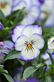 WOLLERTON OLD HALL, SHROPSHIRE: CLOSE UP PLANT PORTRAIT OF THE BLUE AND YELLOW FLOWER OF PANSY- MAY, SUMMER, SPRING, FLOWERS, CREAM