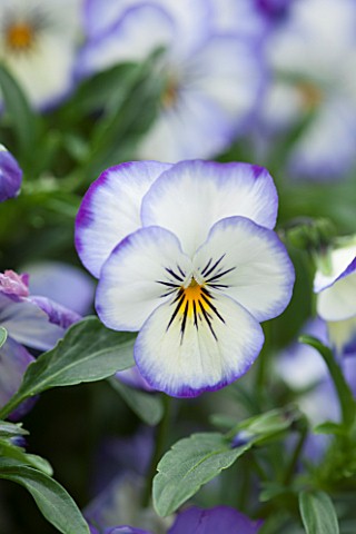 WOLLERTON_OLD_HALL_SHROPSHIRE_CLOSE_UP_PLANT_PORTRAIT_OF_THE_BLUE_AND_YELLOW_FLOWER_OF_PANSY_MAY_SUM